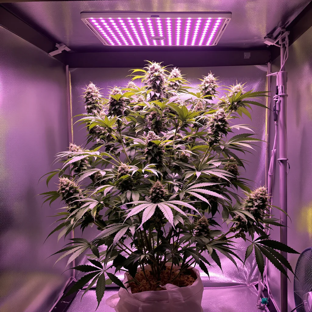 Burkle cannabis plant in flowering stage — 70–110 cm autoflower