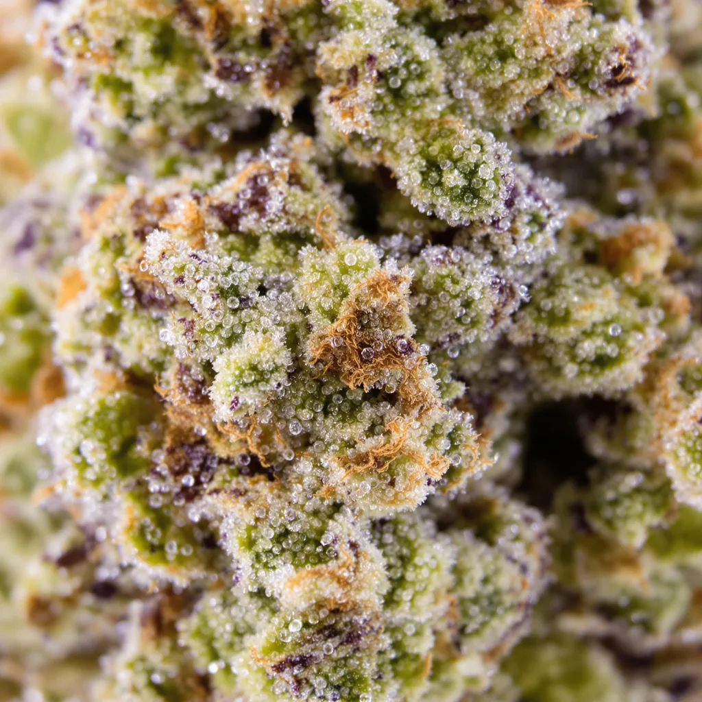 Cadillac Purple cannabis bud close-up showing dense forest-green nugs