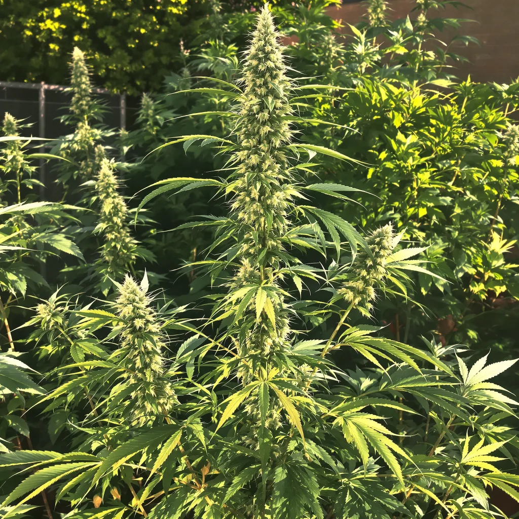 Cannalope Haze 10% indica / 90% sativa flower with visible trichomes