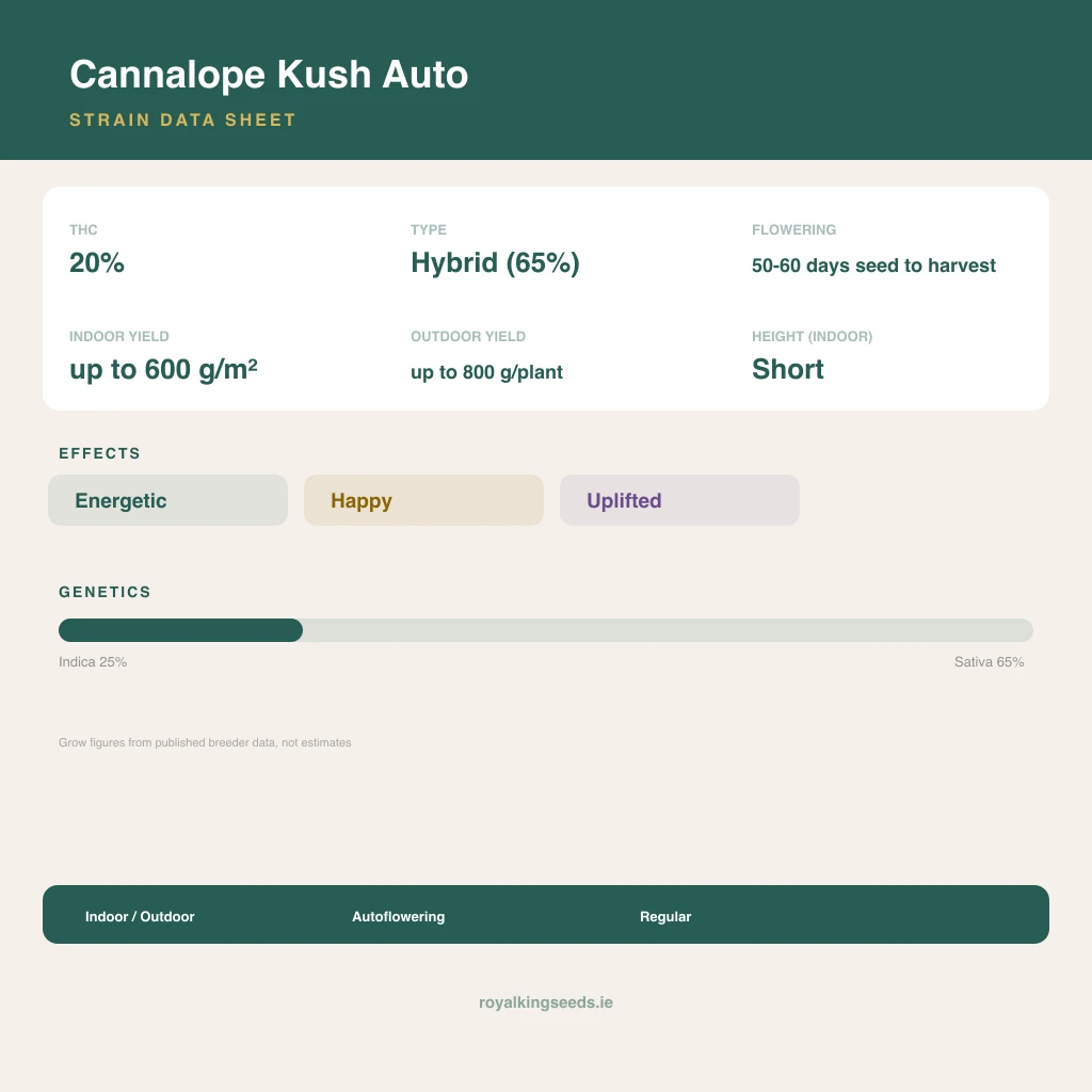 Cannalope Kush 25% indica / 65% sativa flower with visible trichomes