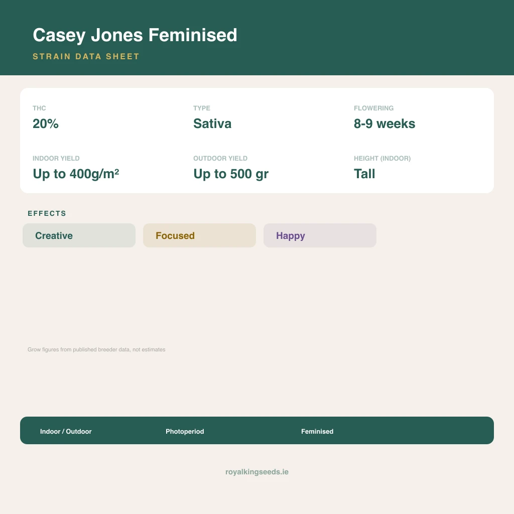 Casey Jones 25% indica / 80% sativa flower with visible trichomes