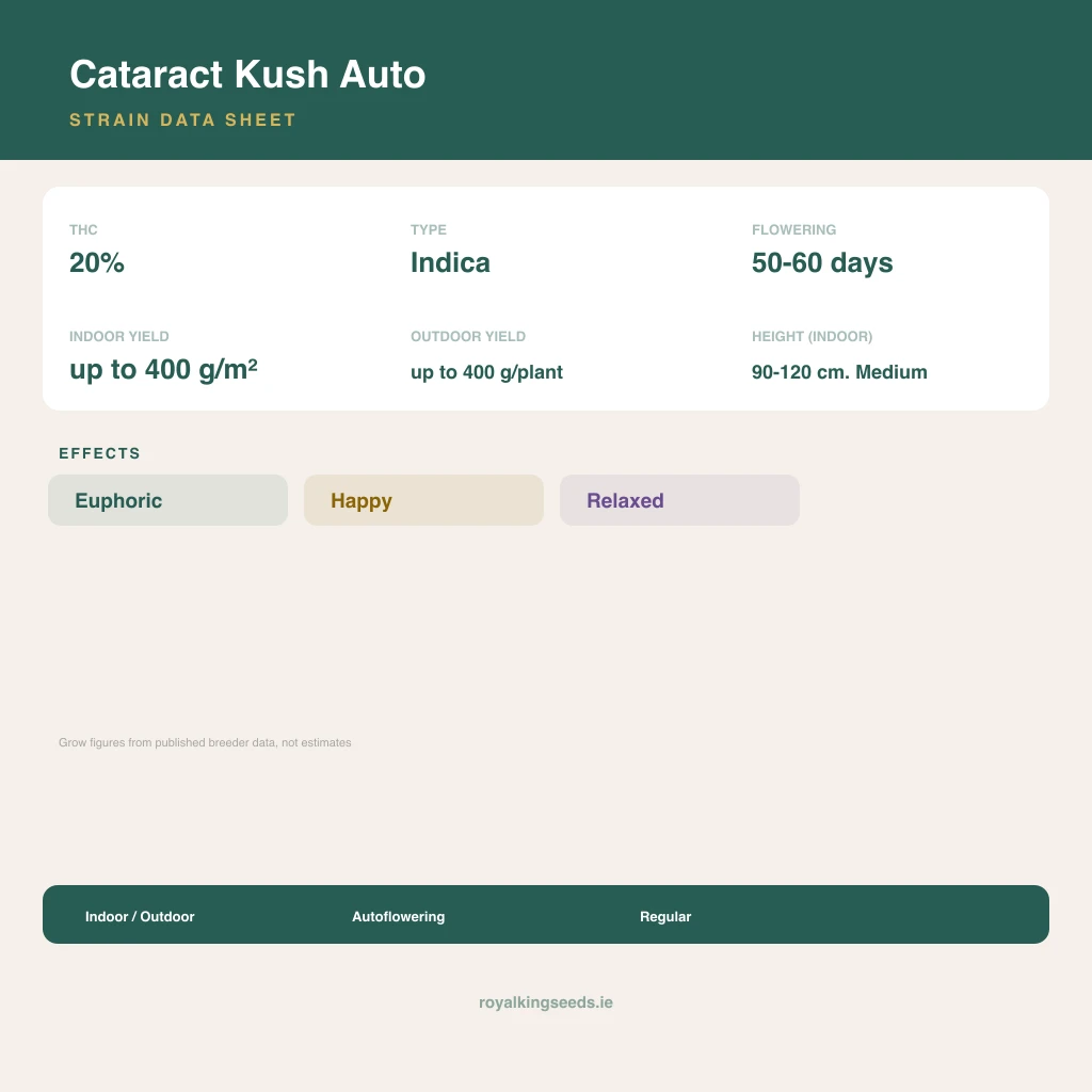Cataract Kush 90% indica / 50% sativa flower with visible trichomes