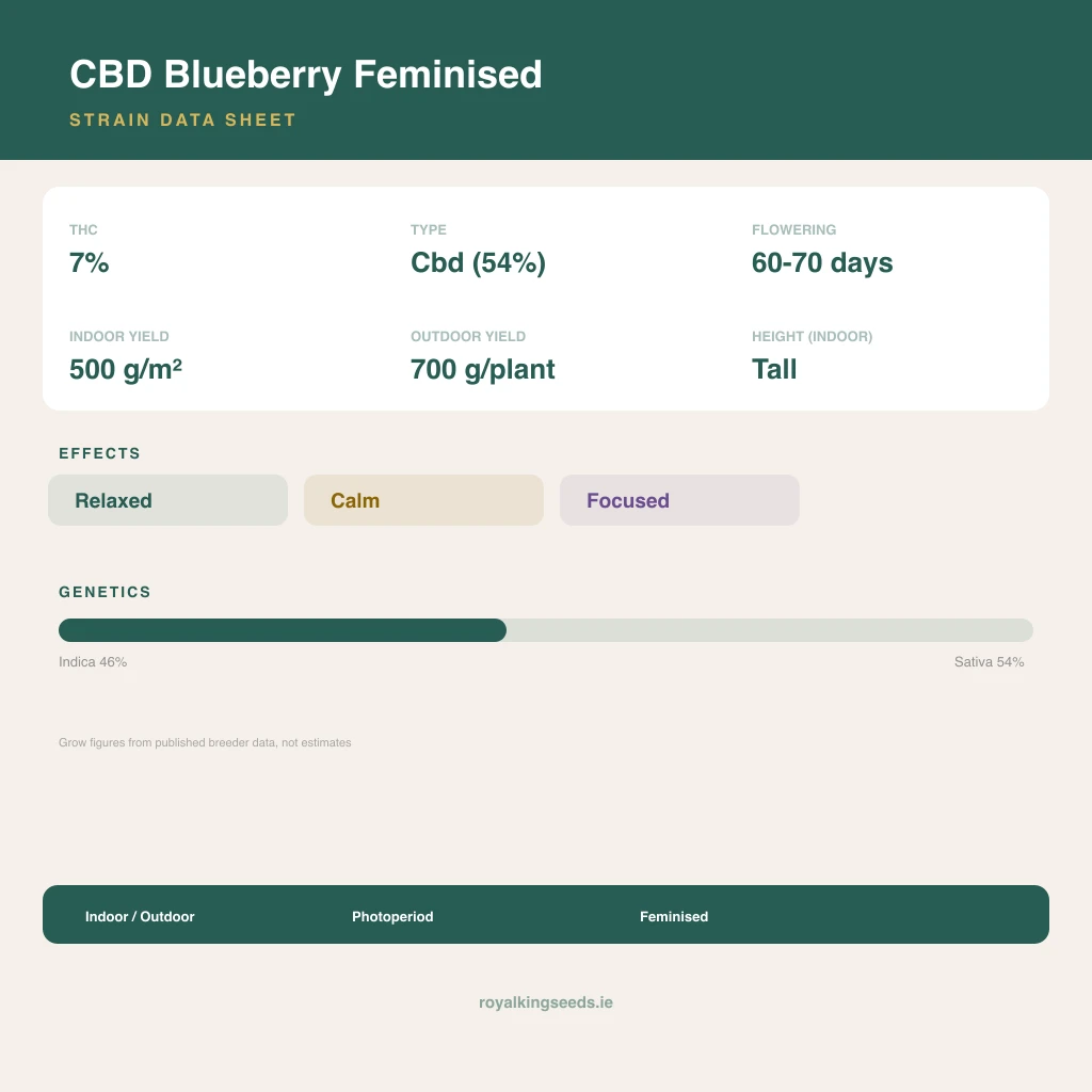 CBD Blueberry 46% indica / 54% sativa flower with visible trichomes
