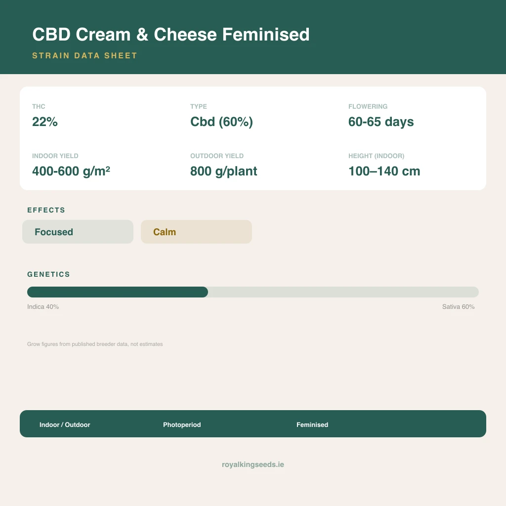 CBD Cream & Cheese 40% indica / 60% sativa flower with visible trichomes