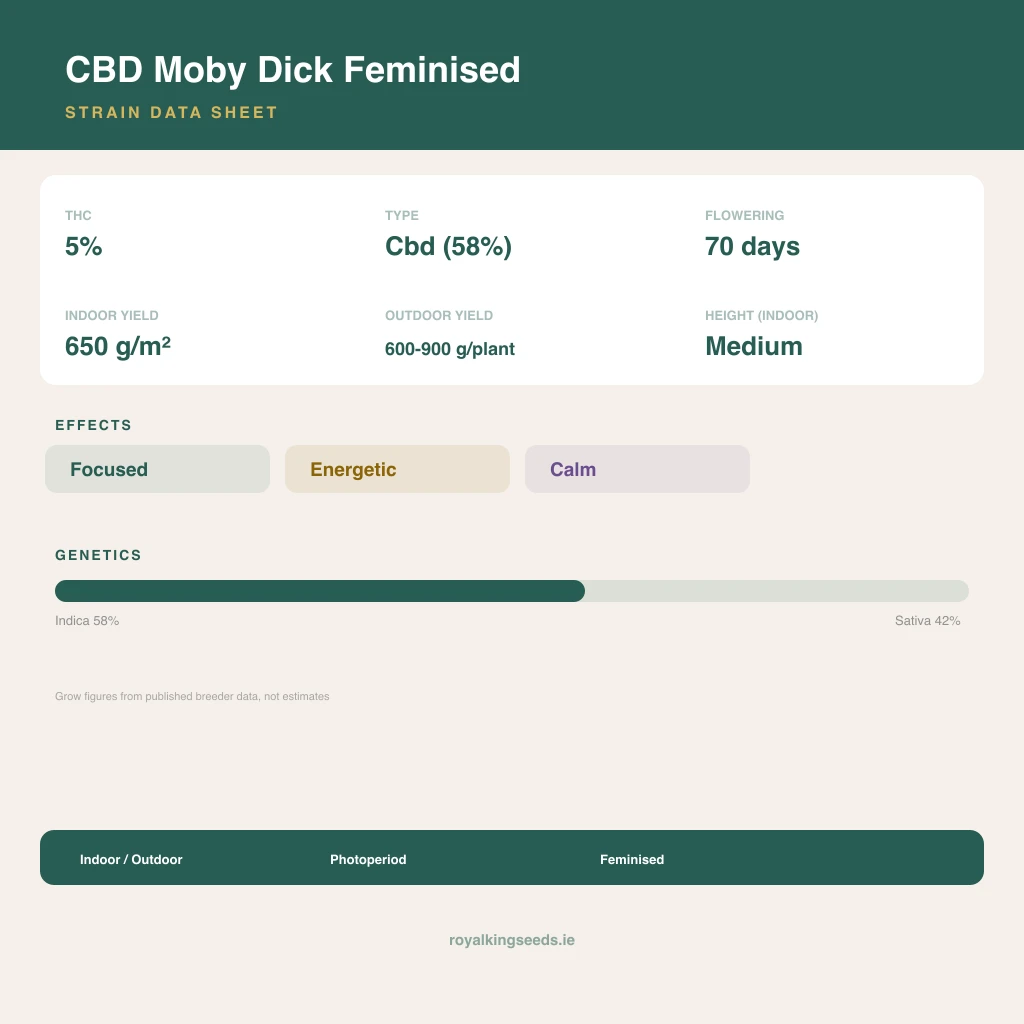 CBD Moby Dick 58% indica / 42% sativa flower with visible trichomes