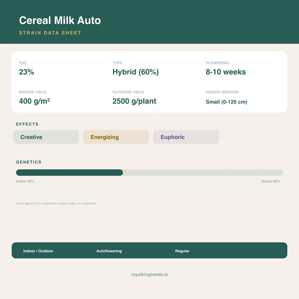Cereal Milk 40% indica / 60% sativa flower with visible trichomes