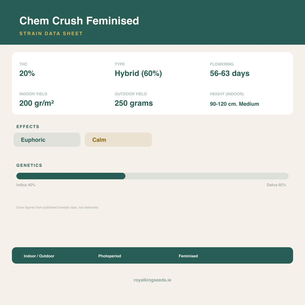 Chem Crush 40% indica / 60% sativa flower with visible trichomes