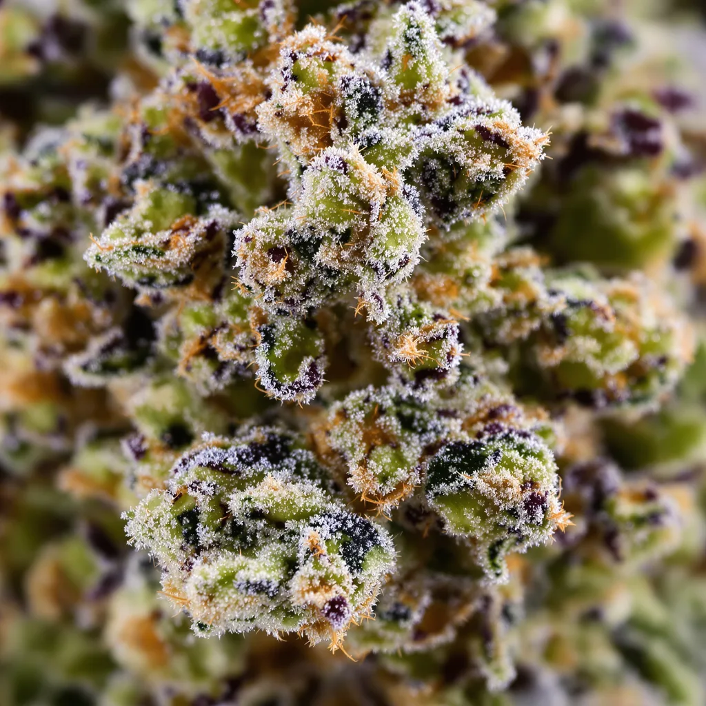 Chem D.O.G. cannabis bud close-up showing balanced bud structure with frosted trichomes