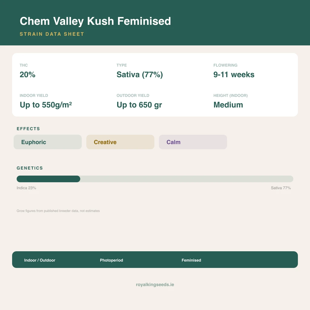 Chem Valley Kush 23% indica / 77% sativa flower with visible trichomes