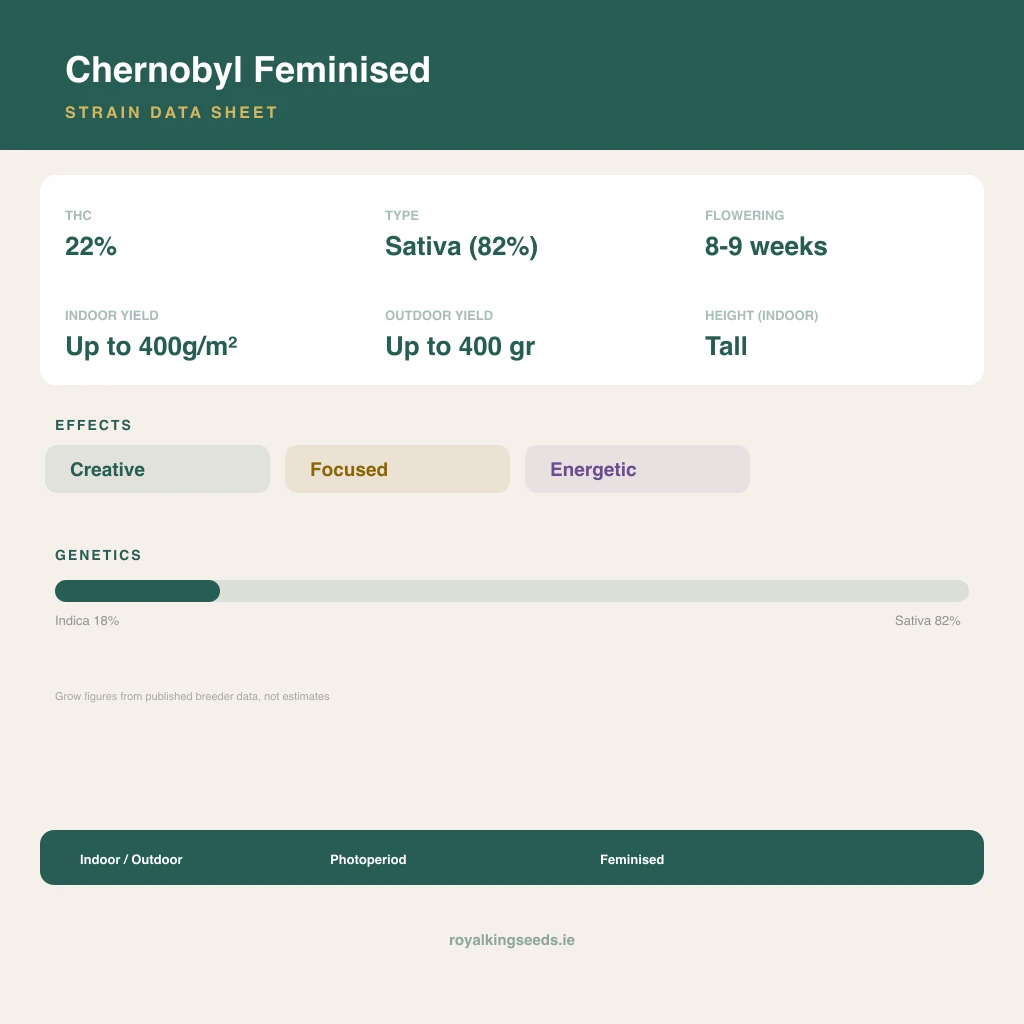Chernobyl 18% indica / 82% sativa flower with visible trichomes