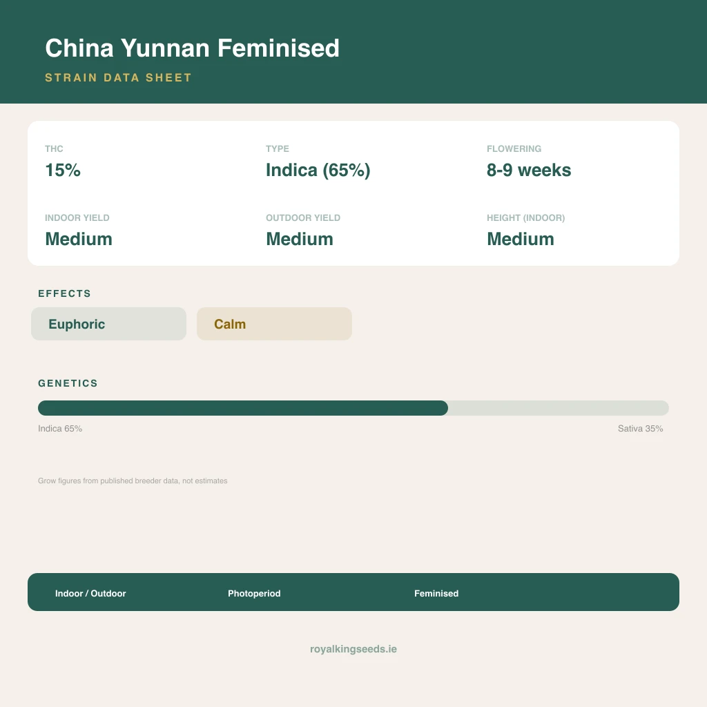 China Yunnan 65% indica / 35% sativa flower with visible trichomes