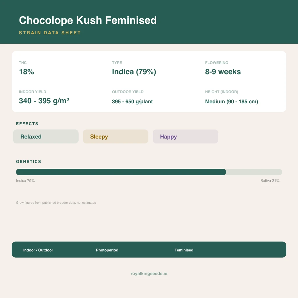 Chocolope Kush 79% indica / 21% sativa flower with visible trichomes