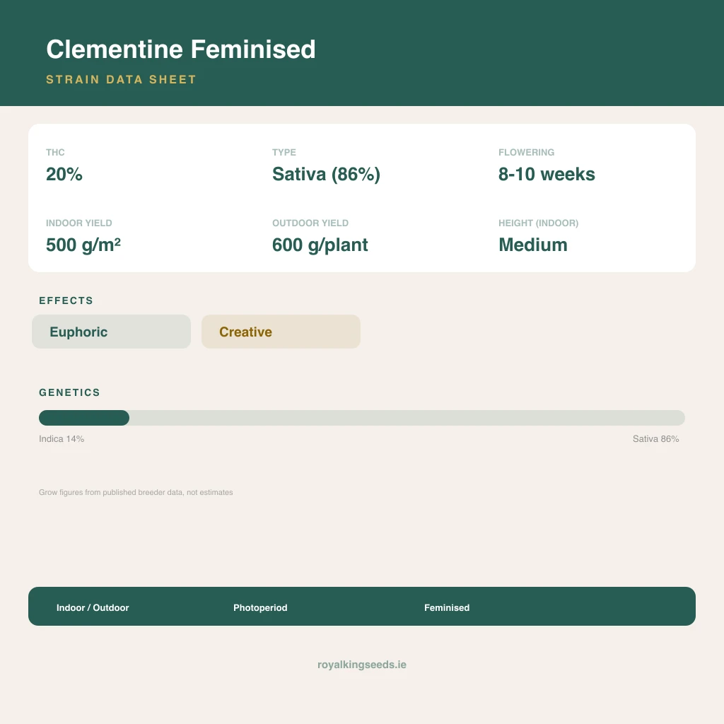 Clementine 14% indica / 86% sativa flower with visible trichomes