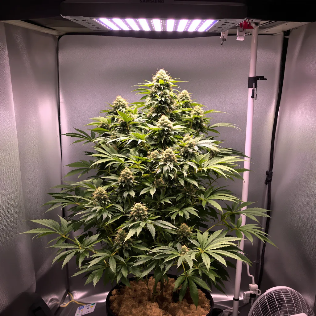 Cold War Kush cannabis plant in flowering stage — 70–110 cm feminised