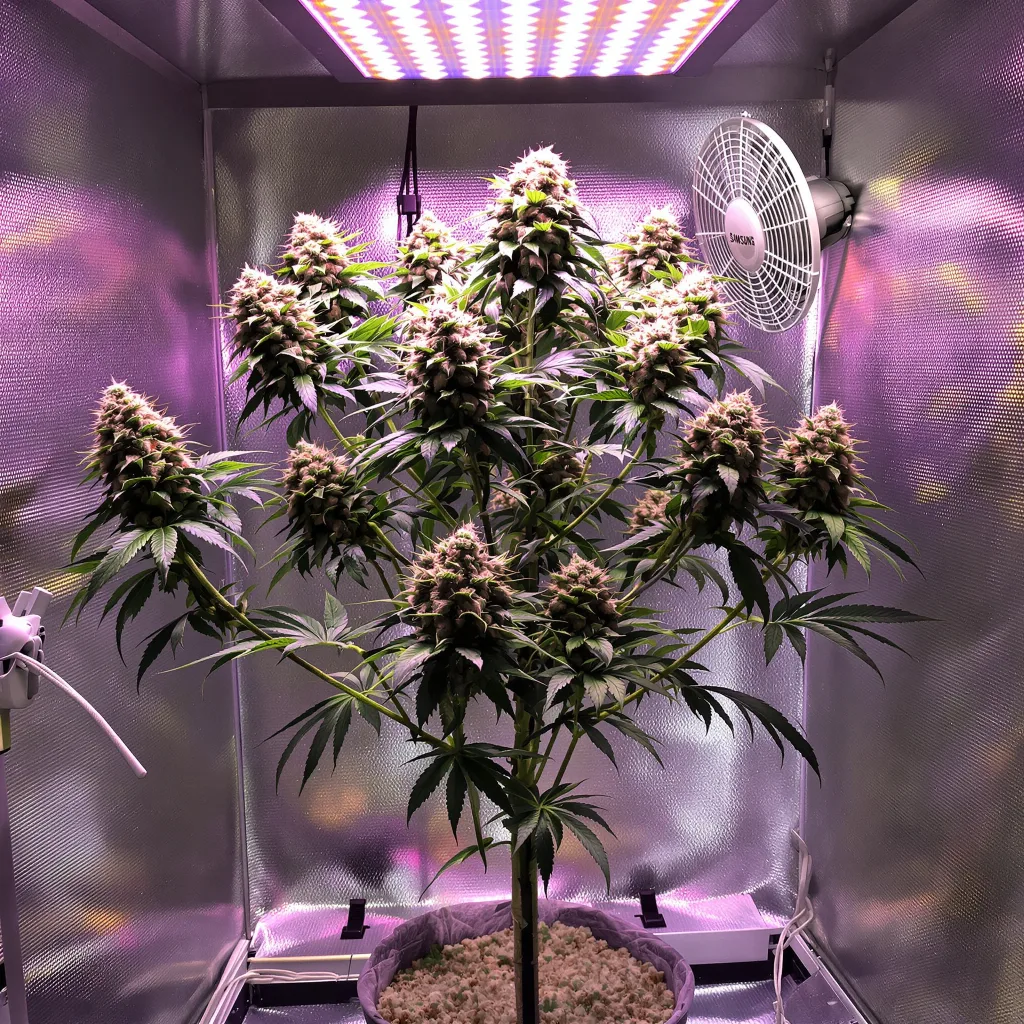 Colombian Gold cannabis plant in flowering stage — 150 cm feminised