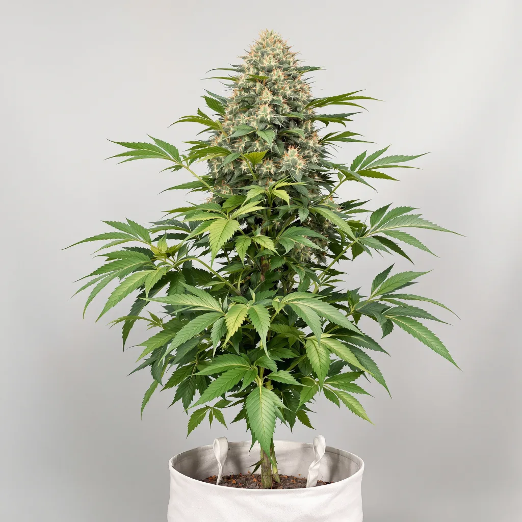 Confidential Wreck cannabis seeds packaging — Royal King Seeds Ireland