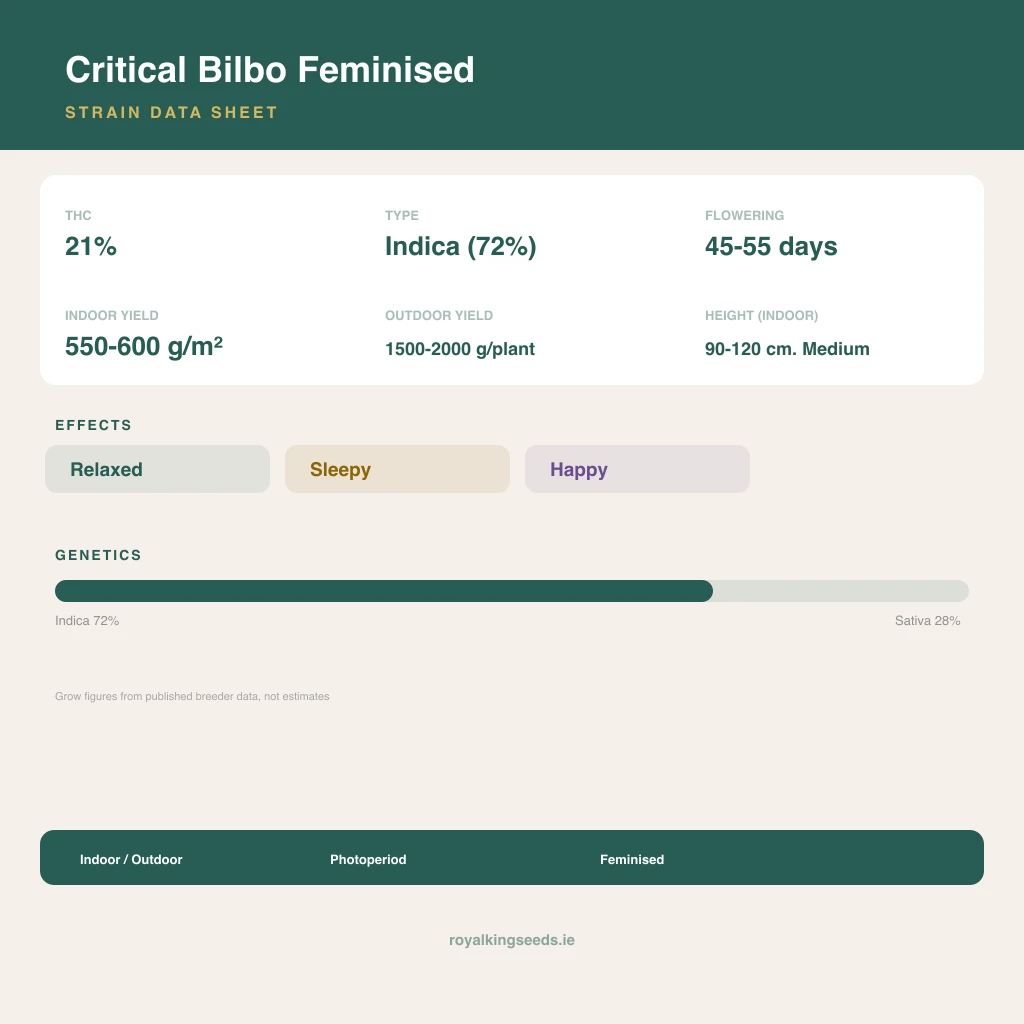 Critical Bilbo 72% indica / 28% sativa flower with visible trichomes