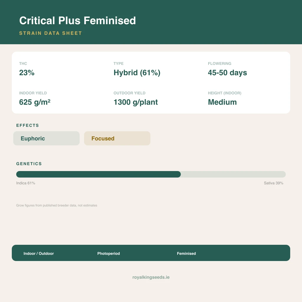 Critical Plus 61% indica / 39% sativa flower with visible trichomes
