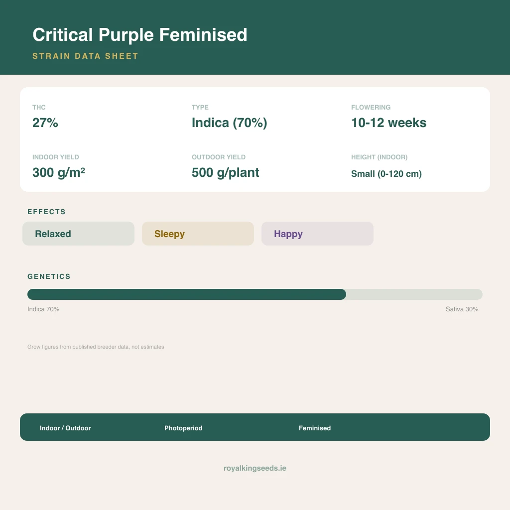 Critical Purple 70% indica / 30% sativa flower with visible trichomes