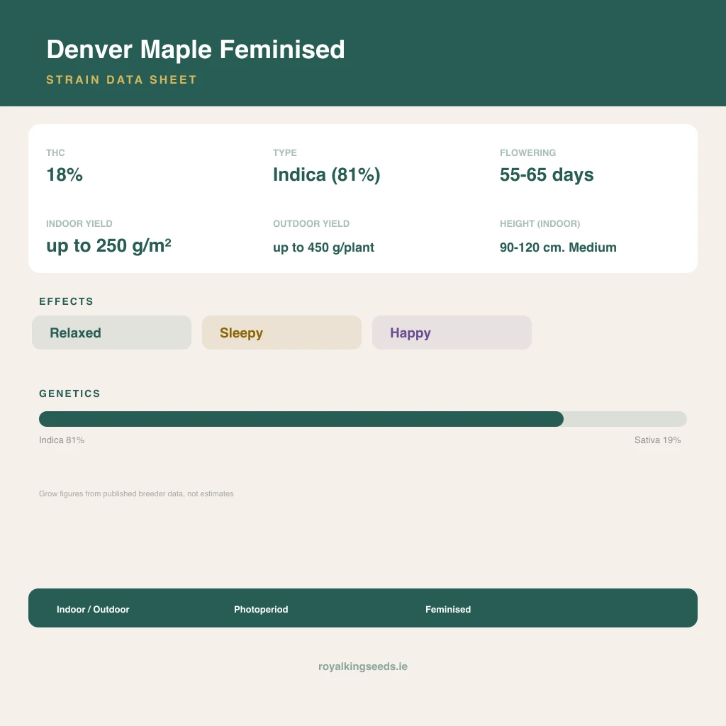 Denver Maple 81% indica / 19% sativa flower with visible trichomes