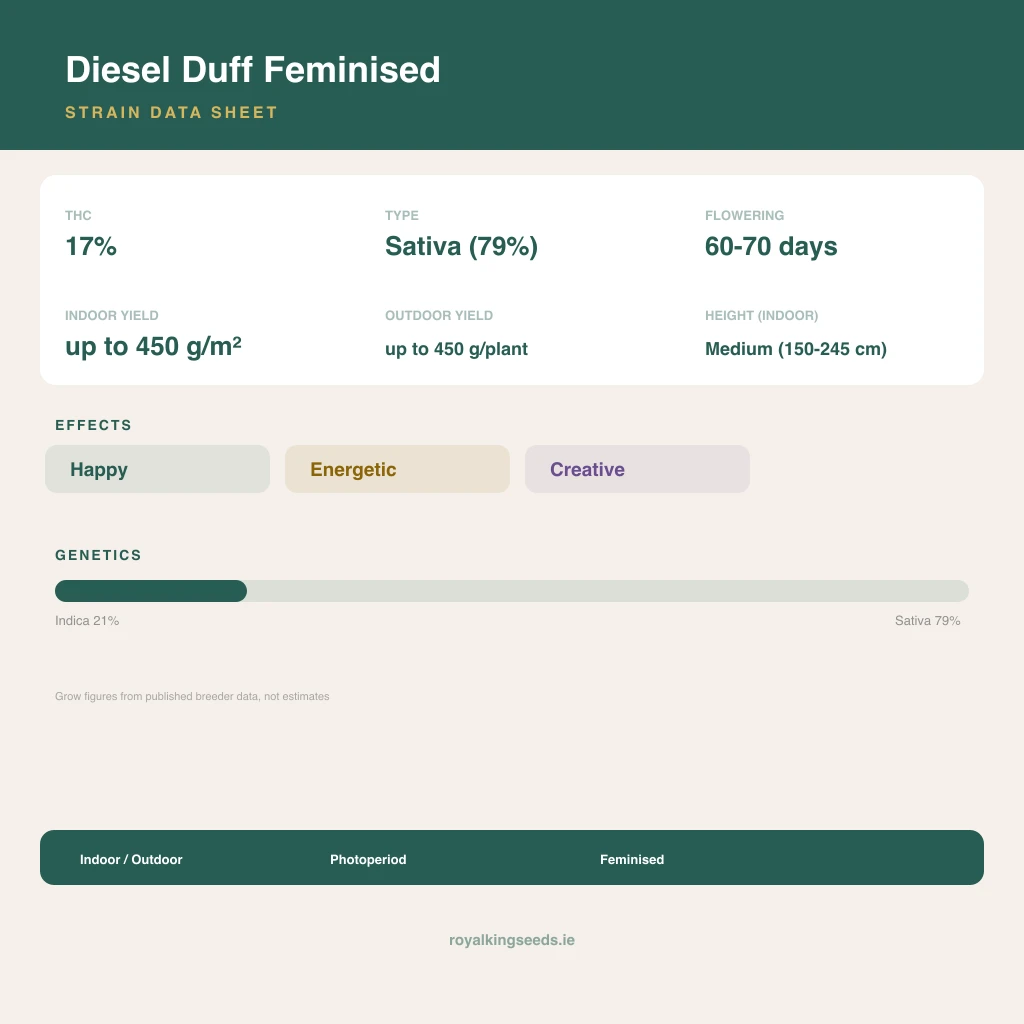 Diesel Duff 21% indica / 79% sativa flower with visible trichomes