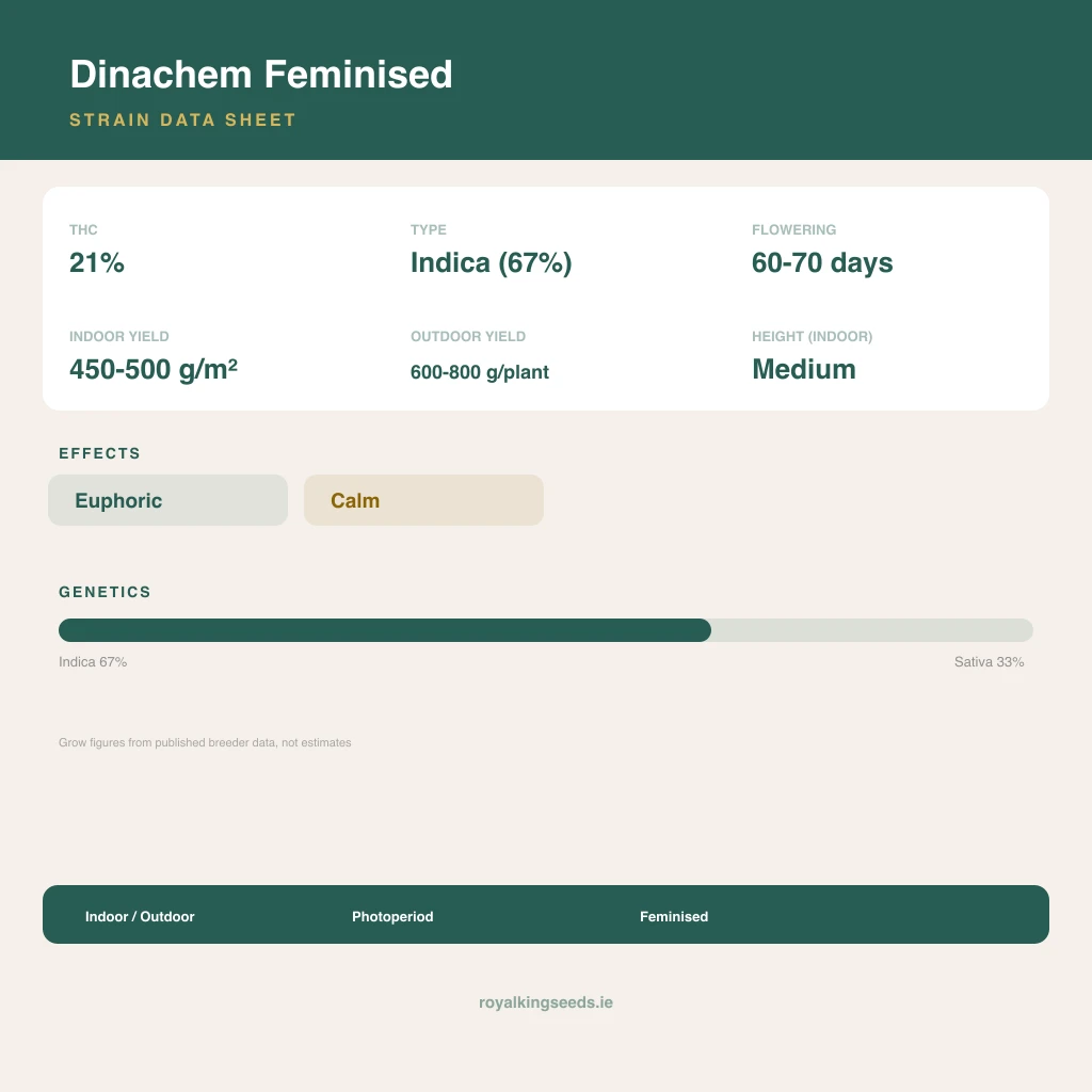 Dinachem 67% indica / 33% sativa flower with visible trichomes