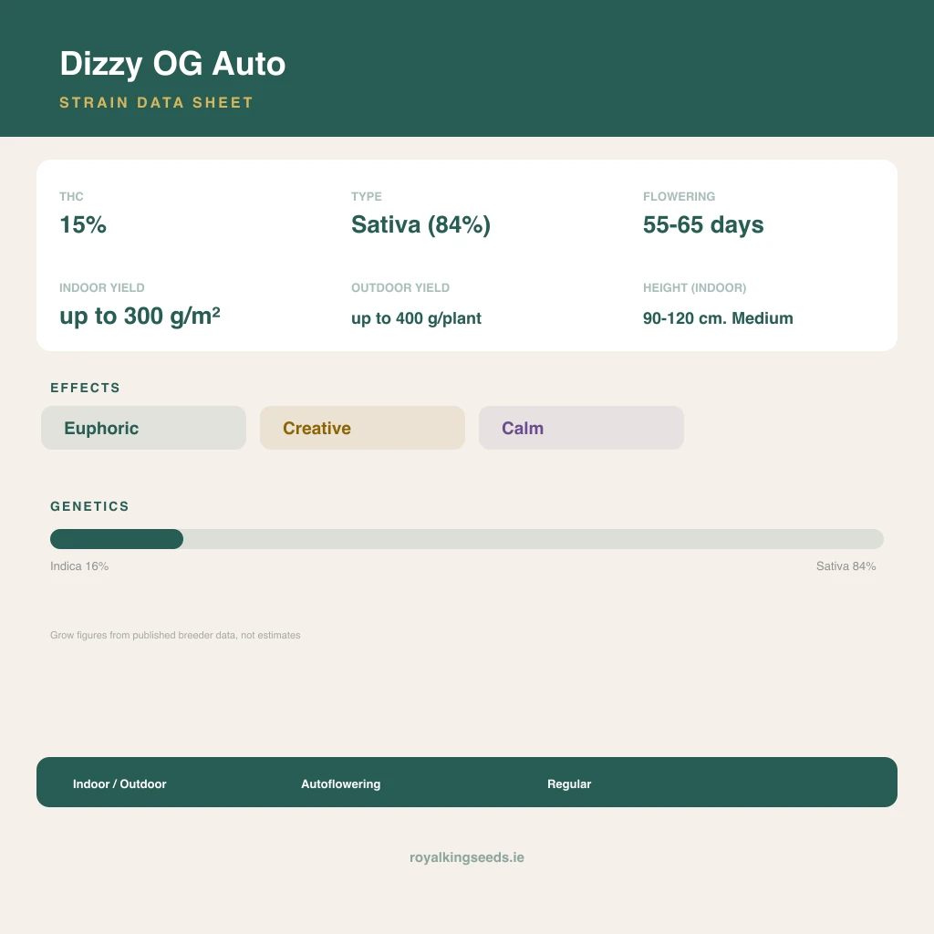 Dizzy OG 16% indica / 84% sativa flower with visible trichomes
