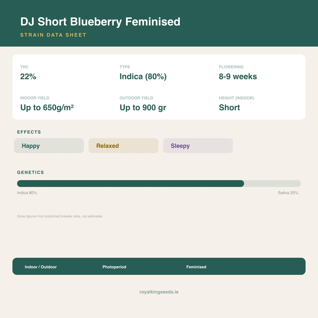 DJ Short Blueberry 80% indica / 20% sativa flower with visible trichomes