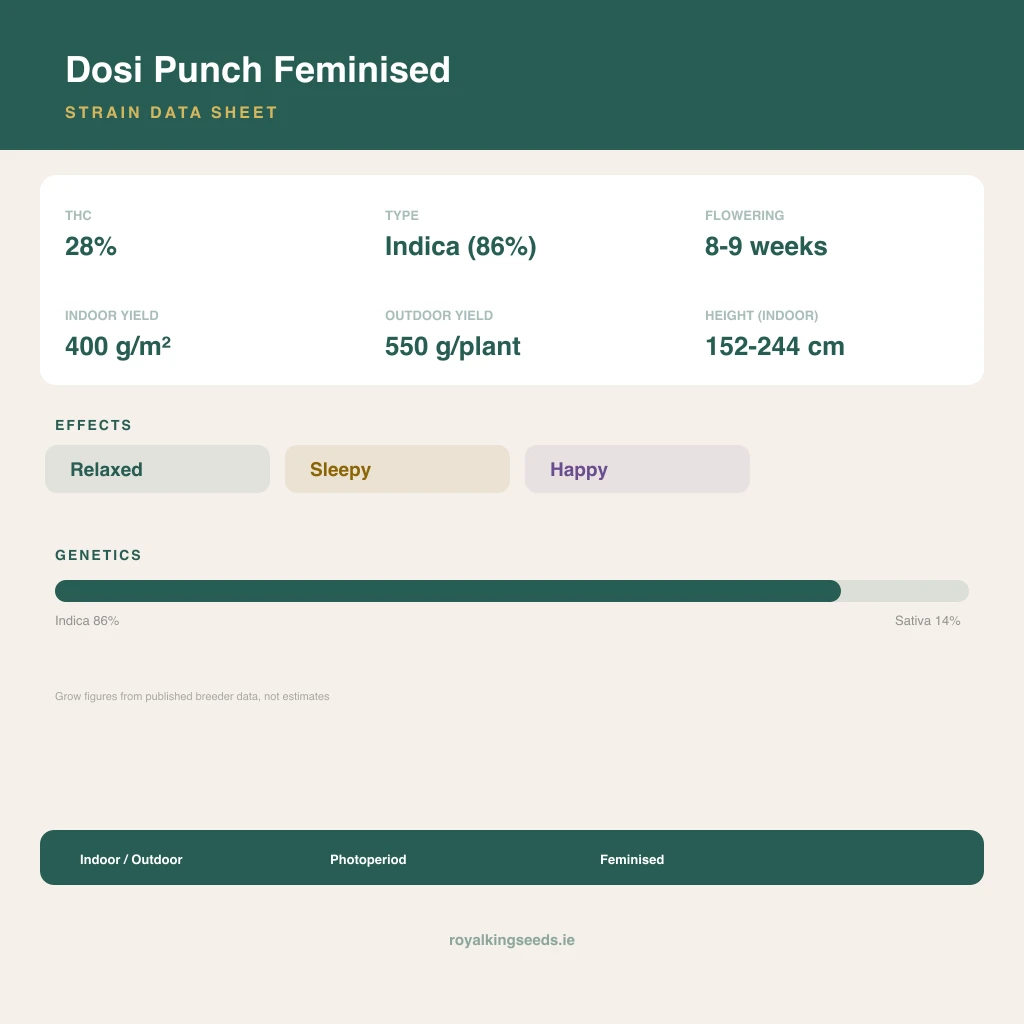 Dosi Punch 86% indica / 14% sativa flower with visible trichomes