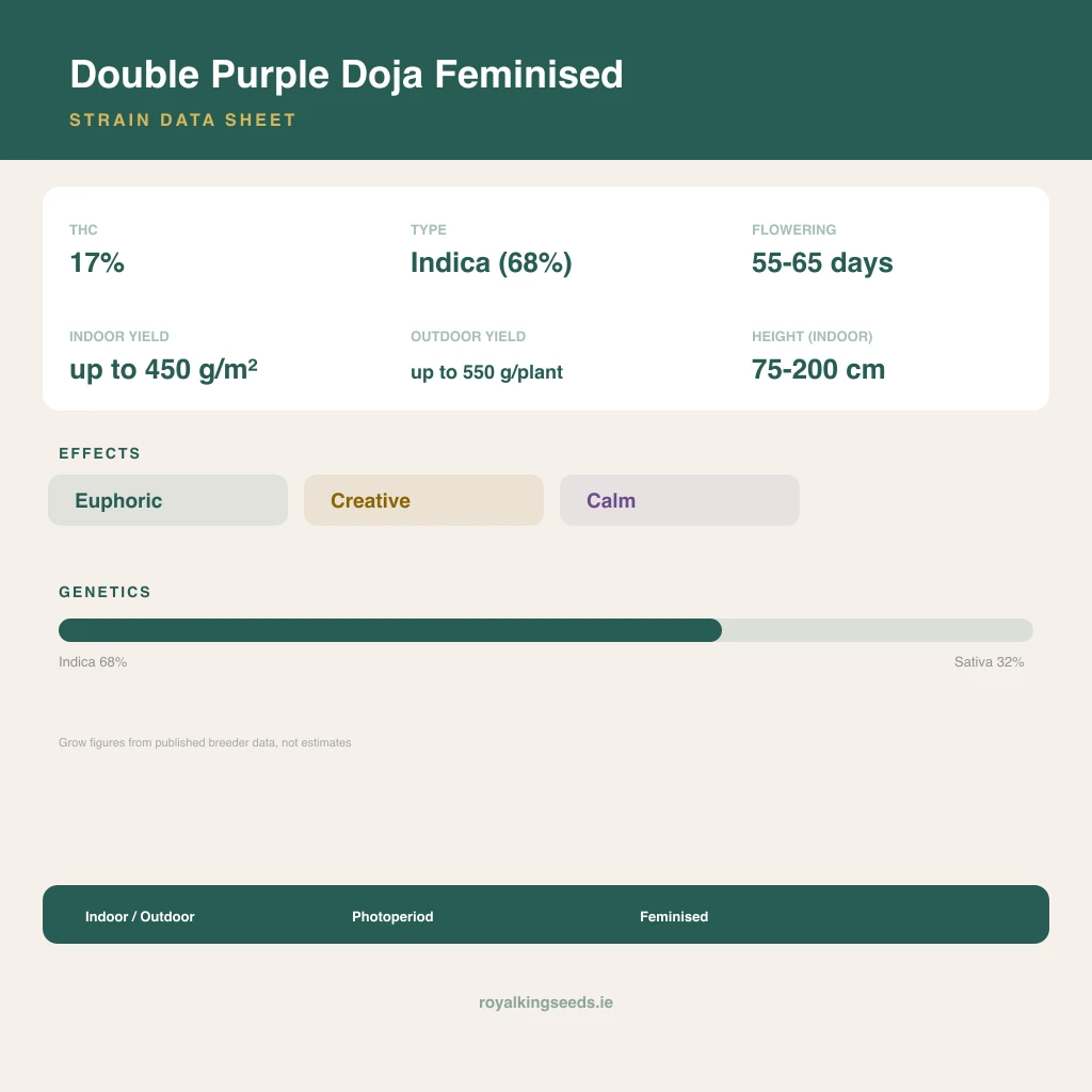 Double Purple Doja 68% indica / 32% sativa flower with visible trichomes