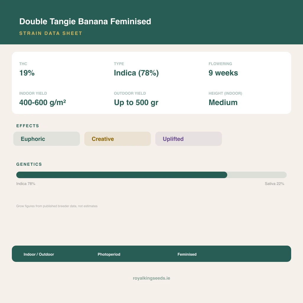 Double Tangie Banana 78% indica / 22% sativa flower with visible trichomes