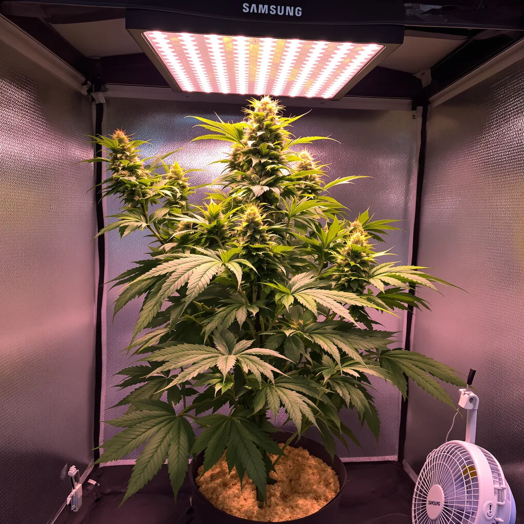 Dream Queen cannabis plant in flowering stage — Tall autoflower