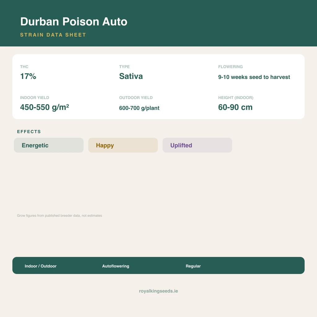 Durban Poison 50% indica / 90% sativa flower with visible trichomes