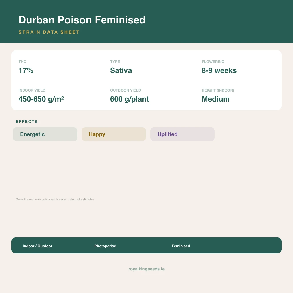 Durban Poison 50% indica / 90% sativa flower with visible trichomes