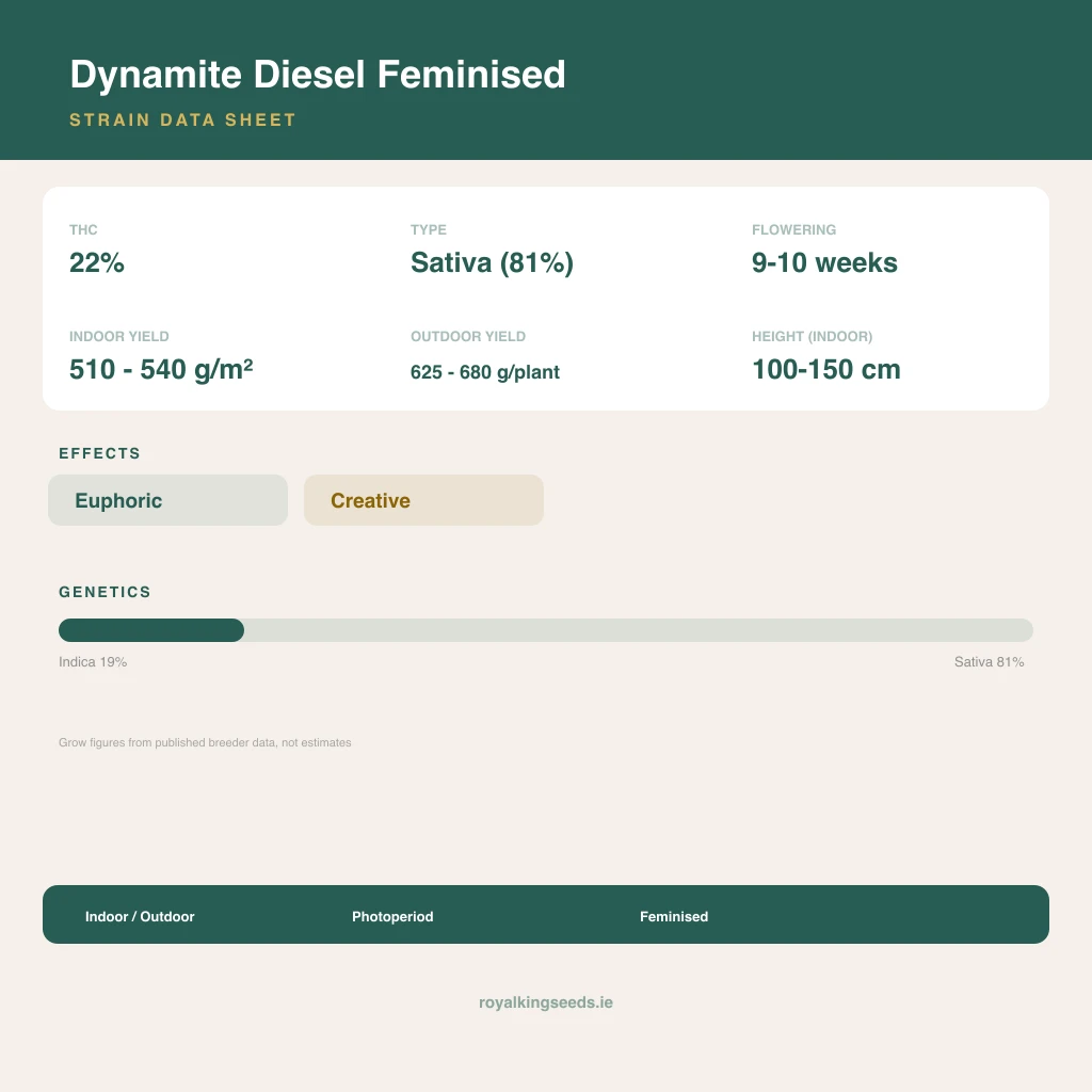 Dynamite Diesel 19% indica / 81% sativa flower with visible trichomes