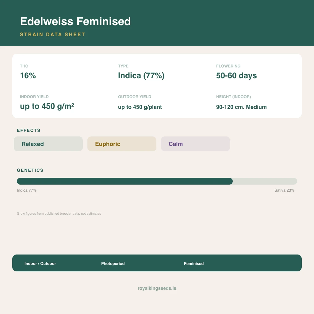 Edelweiss 77% indica / 23% sativa flower with visible trichomes