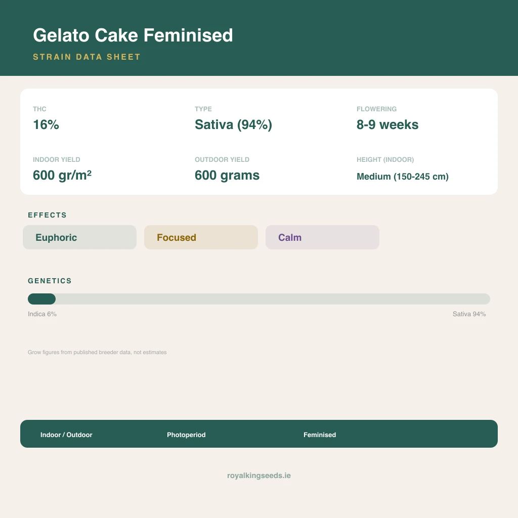 Gelato Cake 6% indica / 94% sativa flower with visible trichomes