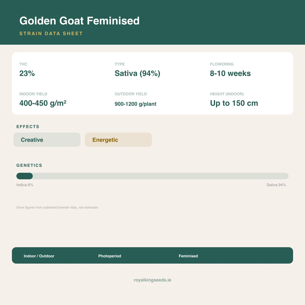 Golden Goat 6% indica / 94% sativa flower with visible trichomes