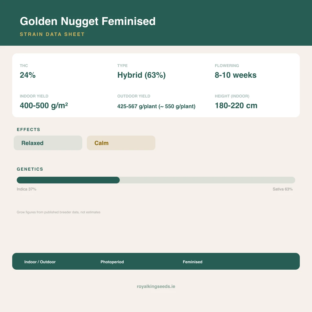 Golden Nugget 37% indica / 63% sativa flower with visible trichomes