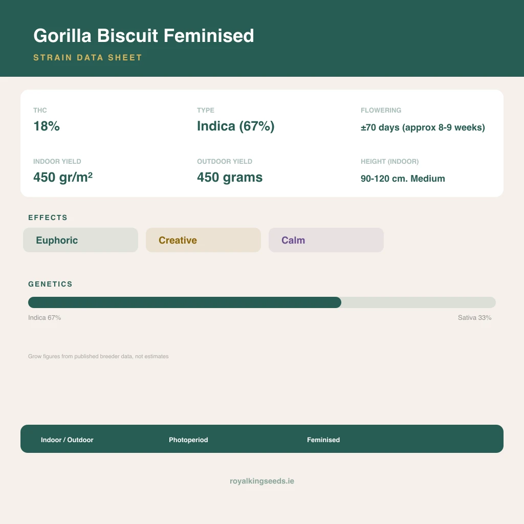 Gorilla Biscuit 67% indica / 33% sativa flower with visible trichomes