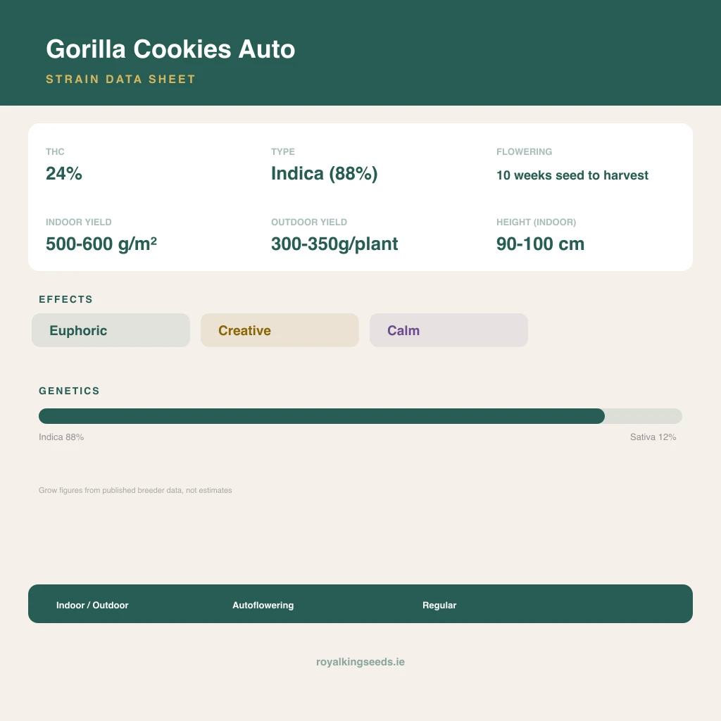 Gorilla Cookies 88% indica / 12% sativa flower with visible trichomes