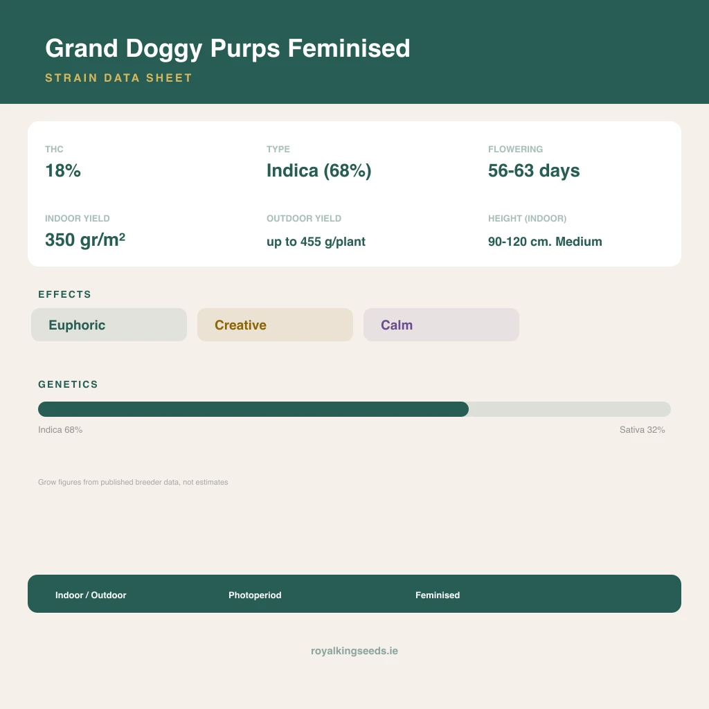 Grand Doggy Purps 68% indica / 32% sativa flower with visible trichomes