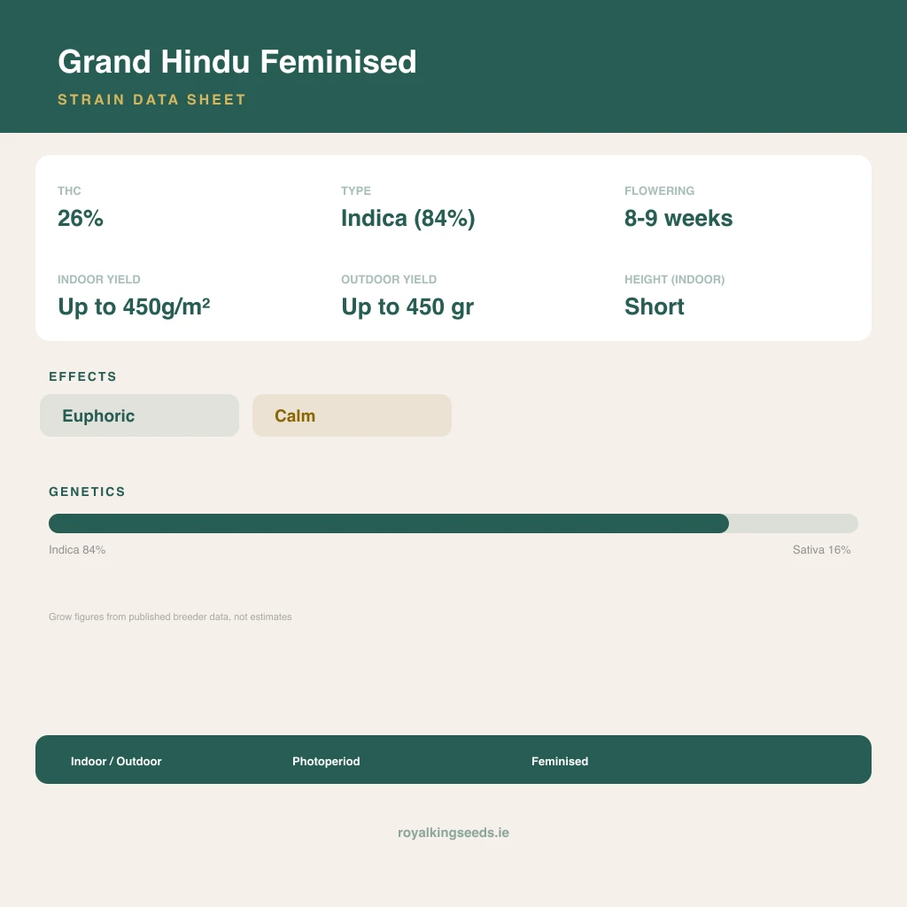 Grand Hindu 84% indica / 16% sativa flower with visible trichomes