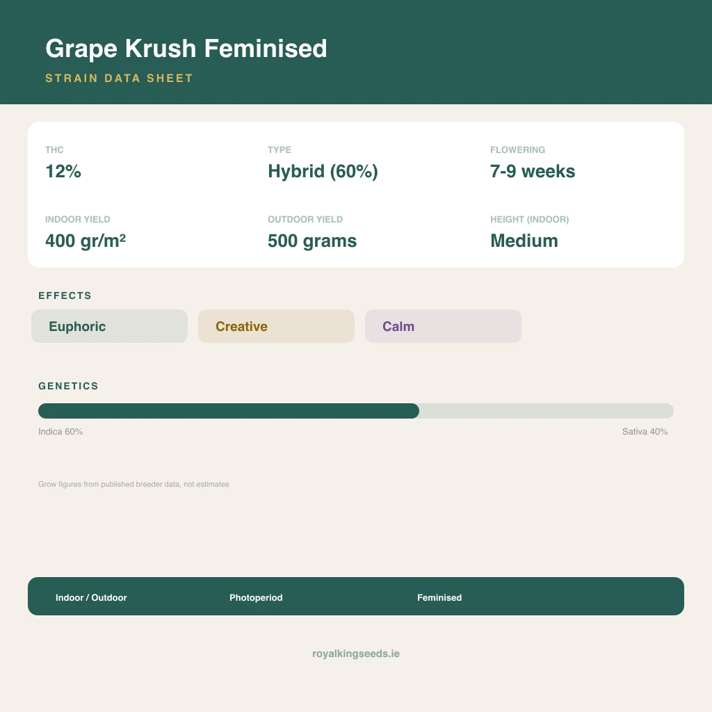 Grape Krush 60% indica / 40% sativa flower with visible trichomes