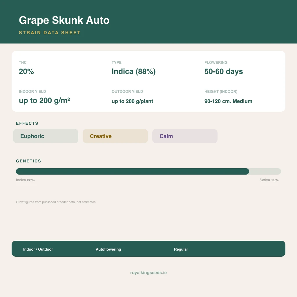 Grape Skunk 88% indica / 12% sativa flower with visible trichomes