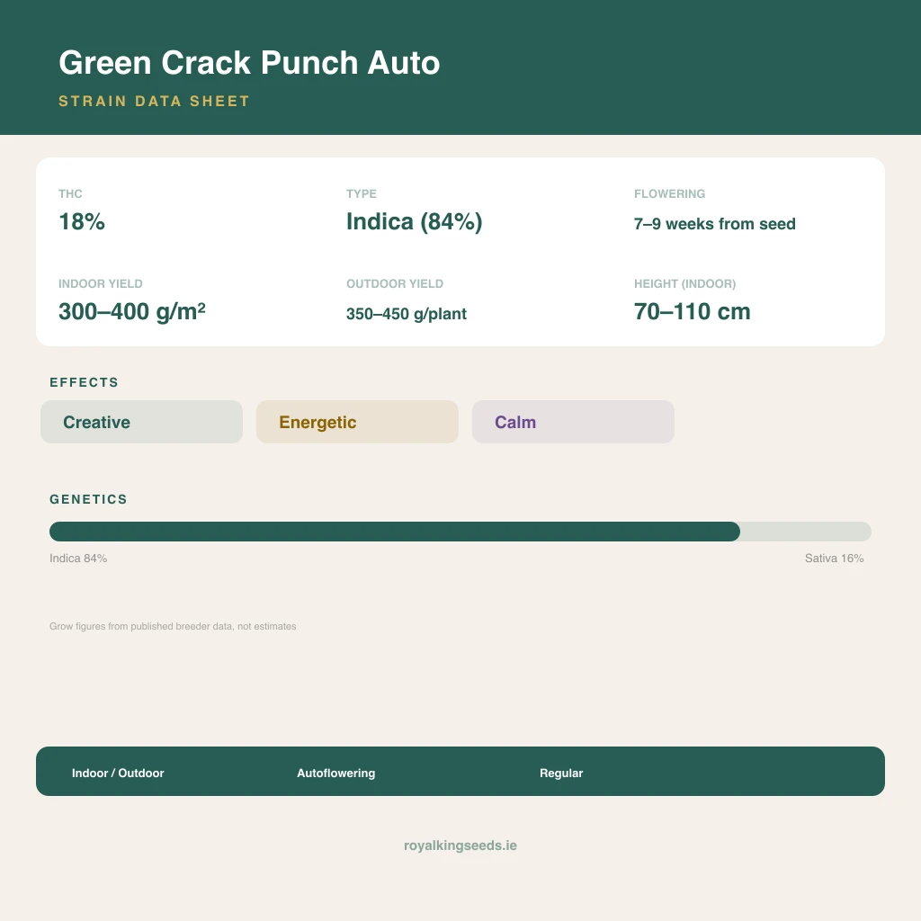 Green Crack Punch 84% indica / 16% sativa flower with visible trichomes