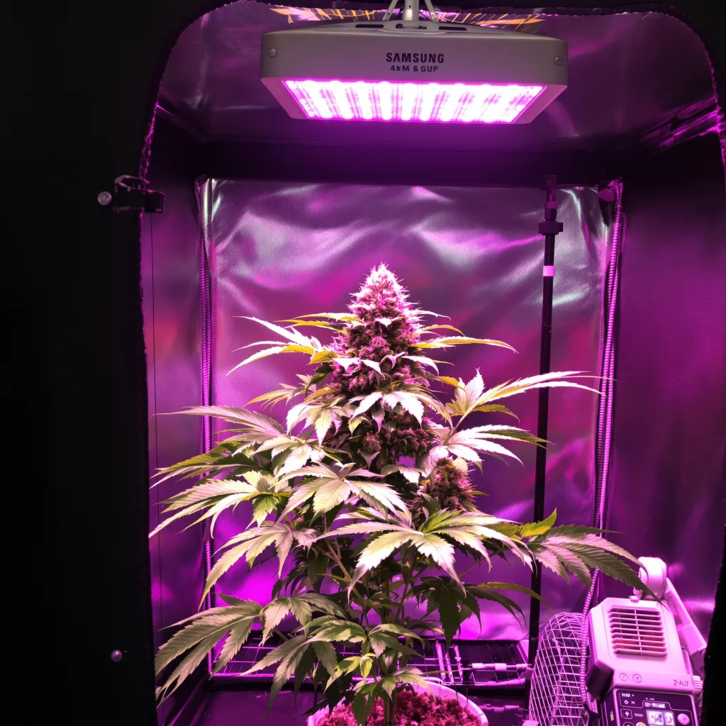 Green Goddess cannabis plant in flowering stage — 90-120 cm. Medium feminised
