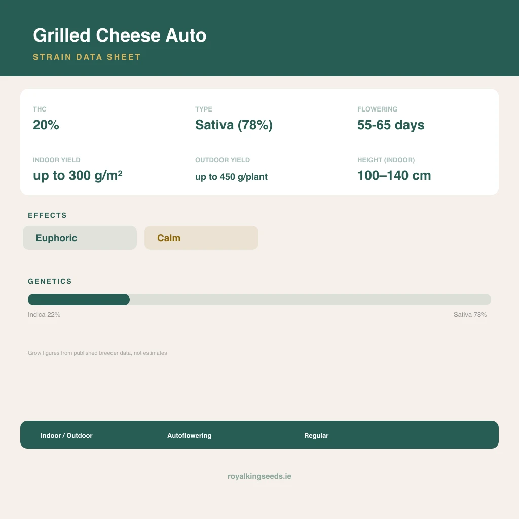Grilled Cheese 22% indica / 78% sativa flower with visible trichomes