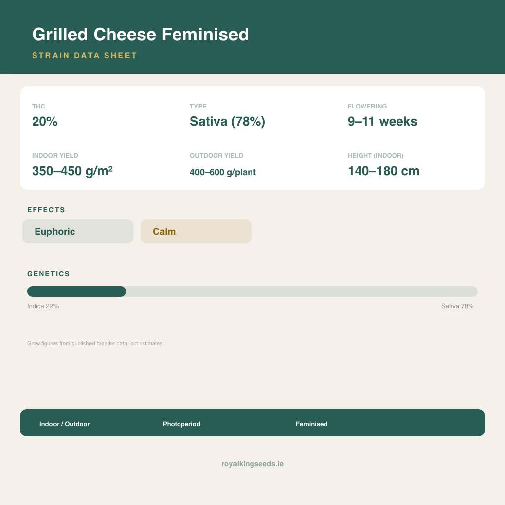 Grilled Cheese 22% indica / 78% sativa flower with visible trichomes