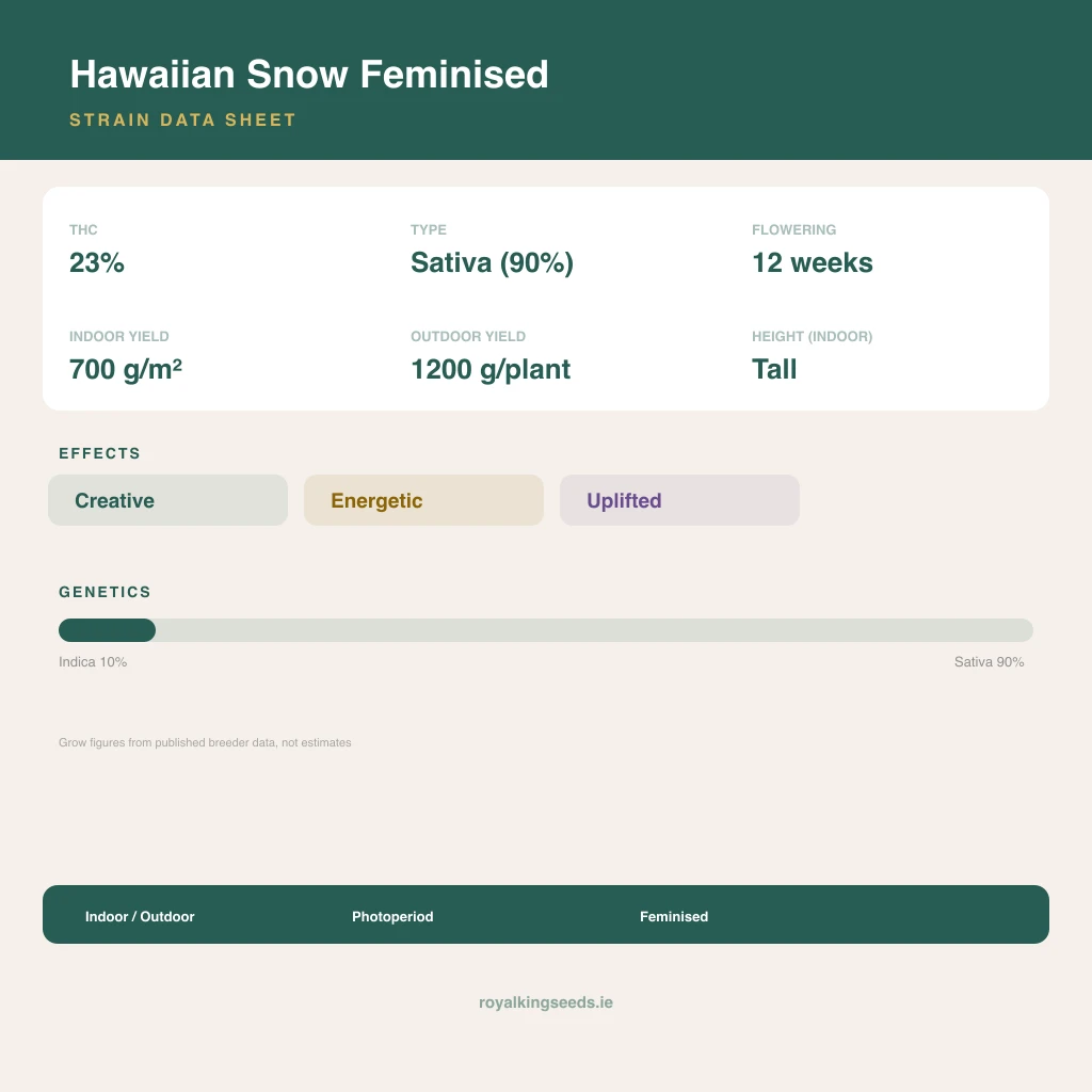 Hawaiian Snow 10% indica / 90% sativa flower with visible trichomes